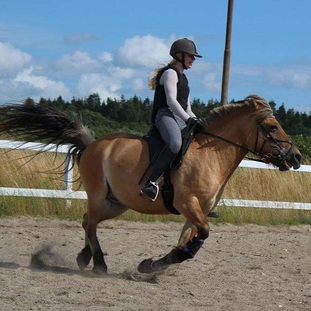 Anden særlig race Mille billede 1