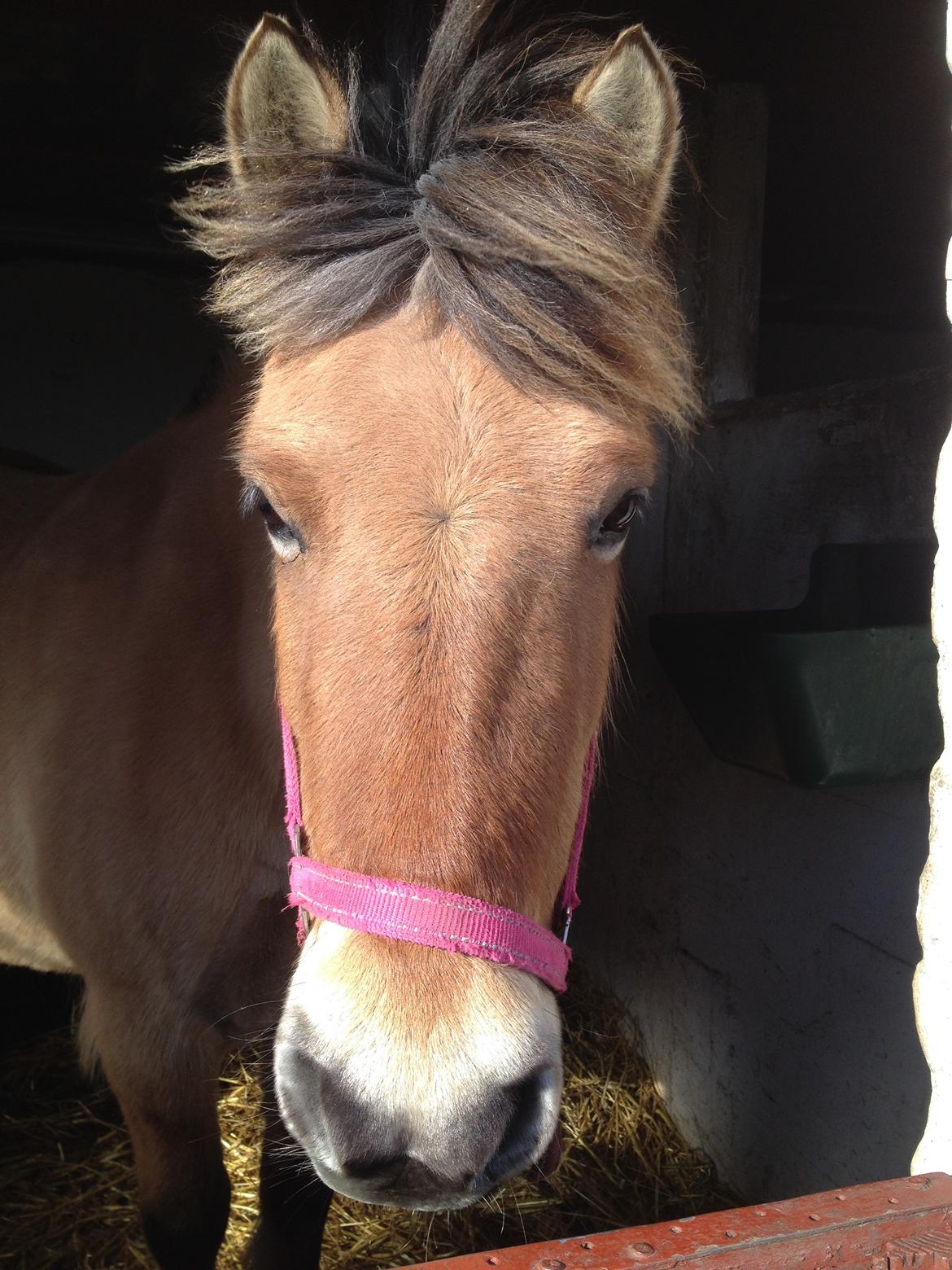 Anden særlig race Mille billede 2