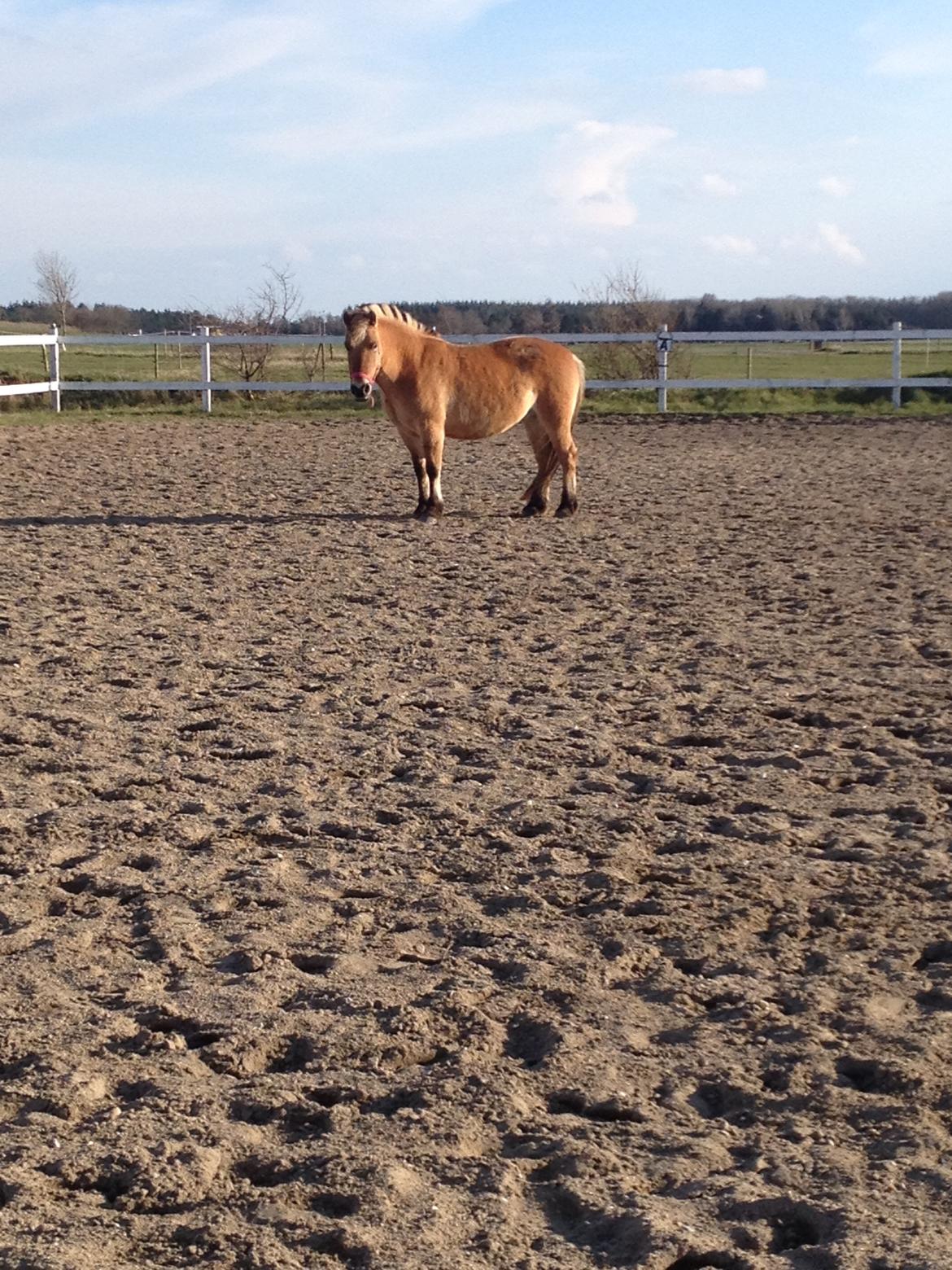 Anden særlig race Mille billede 3