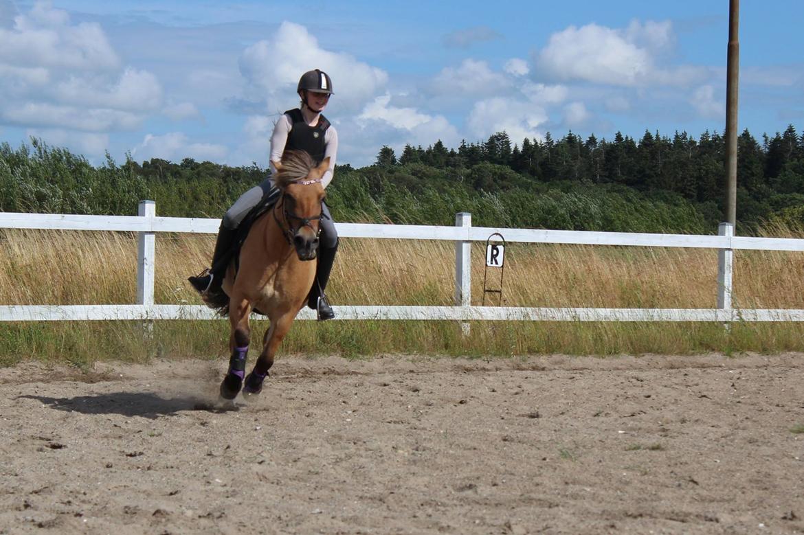 Anden særlig race Mille billede 4