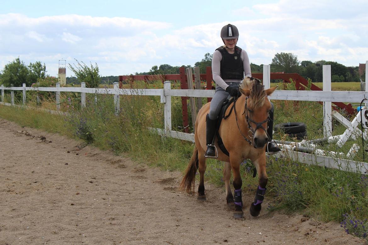 Anden særlig race Mille billede 5