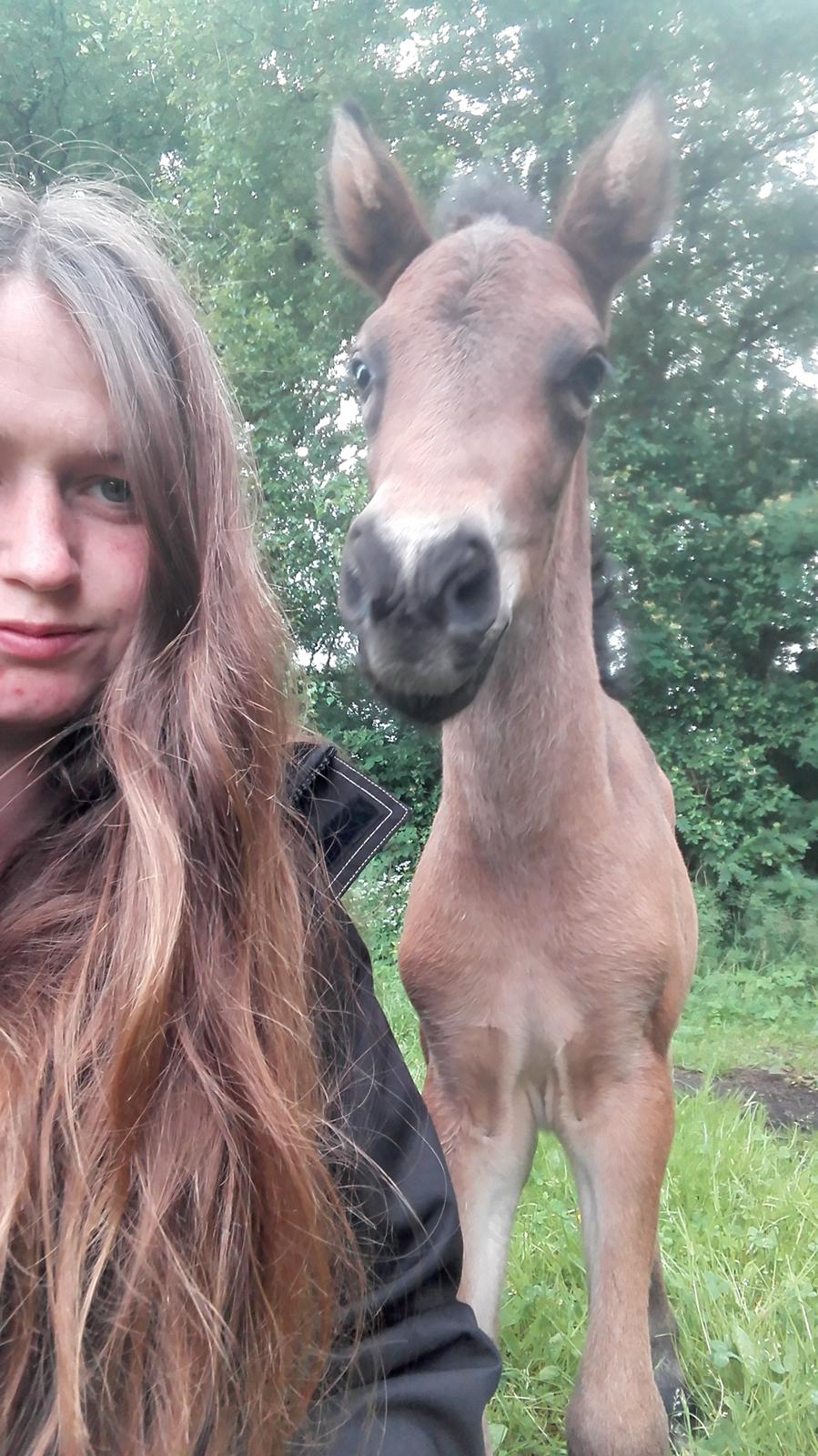 Islænder Draumey fra Stutteri Gypsie billede 7