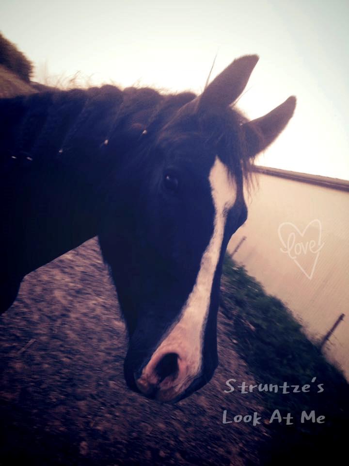 Frederiksborg Strunzte's Look At Me (Solgt) billede 15