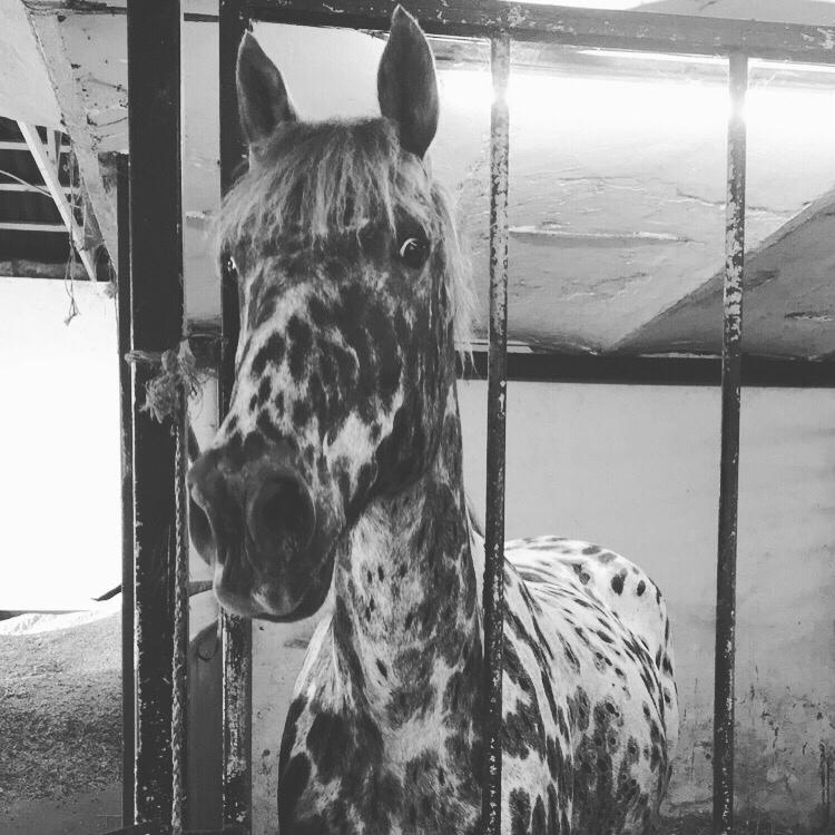 Knabstrupper Funder Nørhedes Surprise billede 37