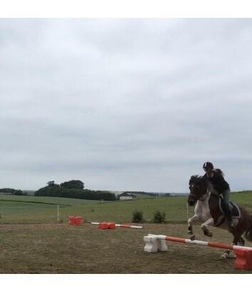 Islænder Aslan - træning hjemme billede 14