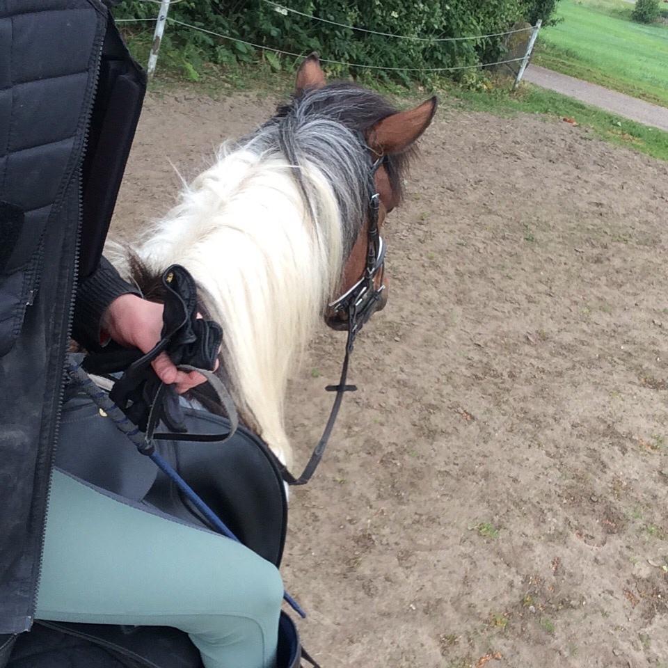 Islænder Aslan - efter dressur træning  billede 16