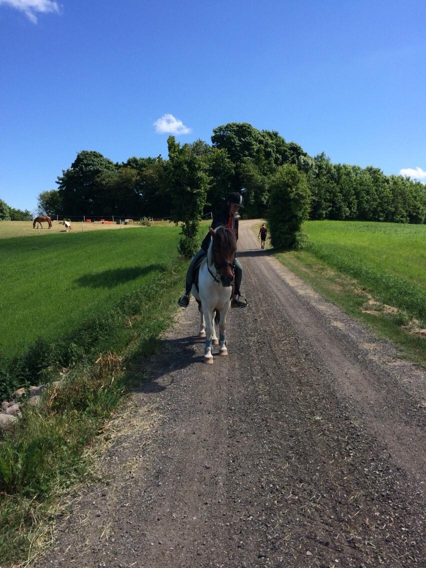 Islænder Aslan - på tur! billede 17