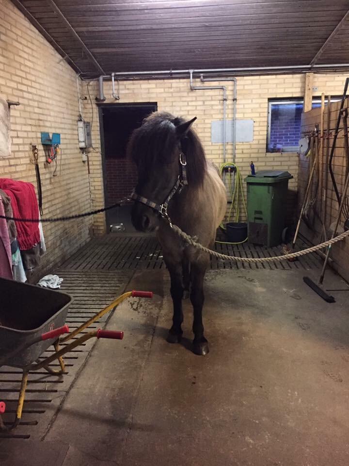 Islænder Þór frá tjörn billede 1