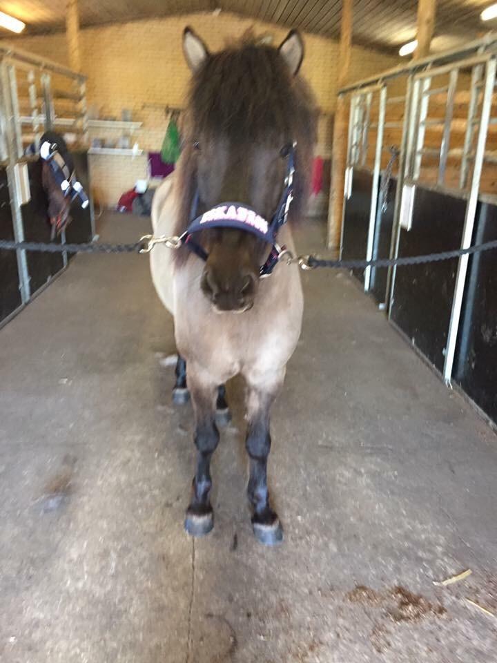 Islænder Þór frá tjörn billede 2