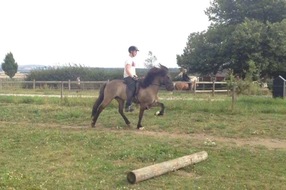 Islænder Þór frá tjörn billede 6