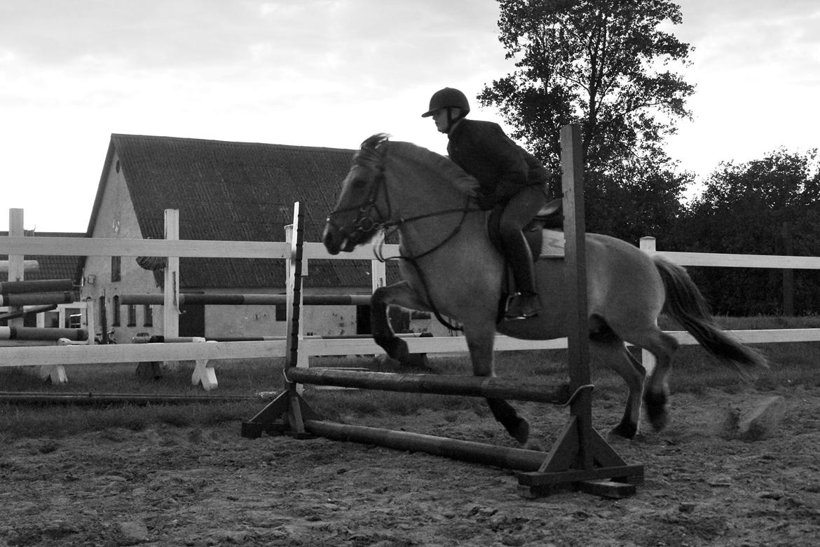 Anden særlig race Mille billede 6