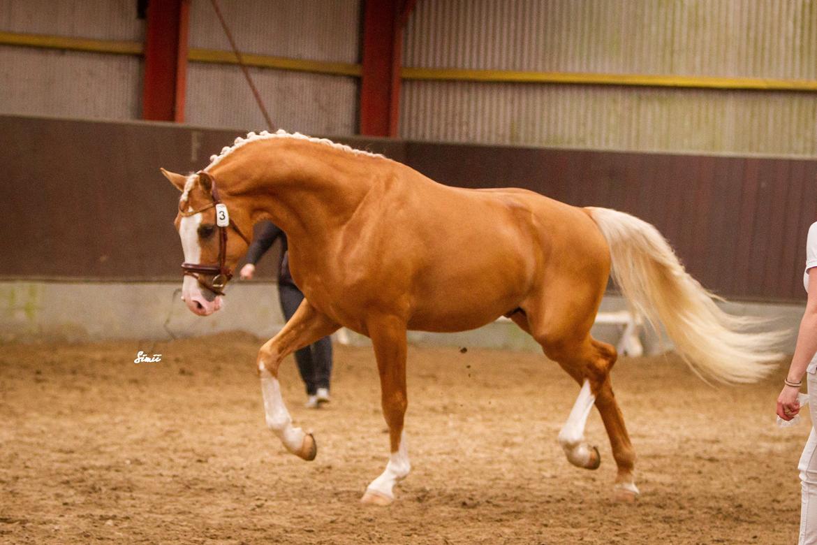 Palomino Richelieu's Fièvre d'or billede 4