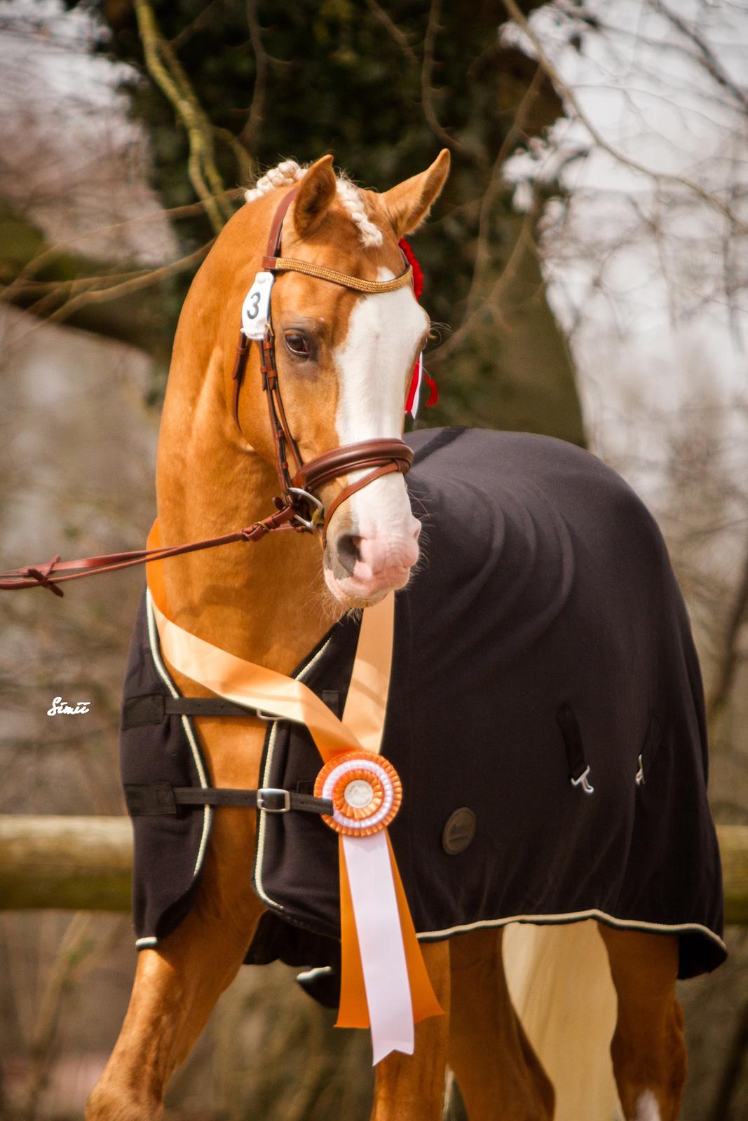 Palomino Richelieu's Fièvre d'or billede 6