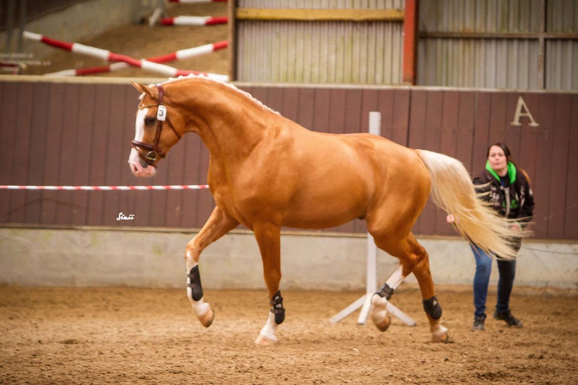 Palomino Richelieu's Fièvre d'or billede 5