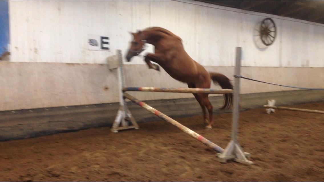 Anden særlig race Manja  - 115-120cm billede 11