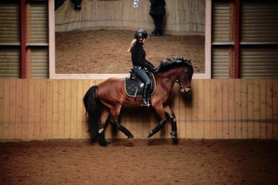 Welsh Cob (sec D) Danruss Daniel  - Træning dec 2015 billede 13