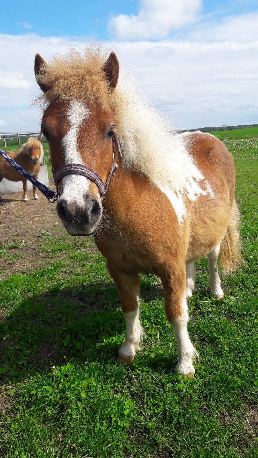 Shetlænder Tot (Følse) - <3 billede 14