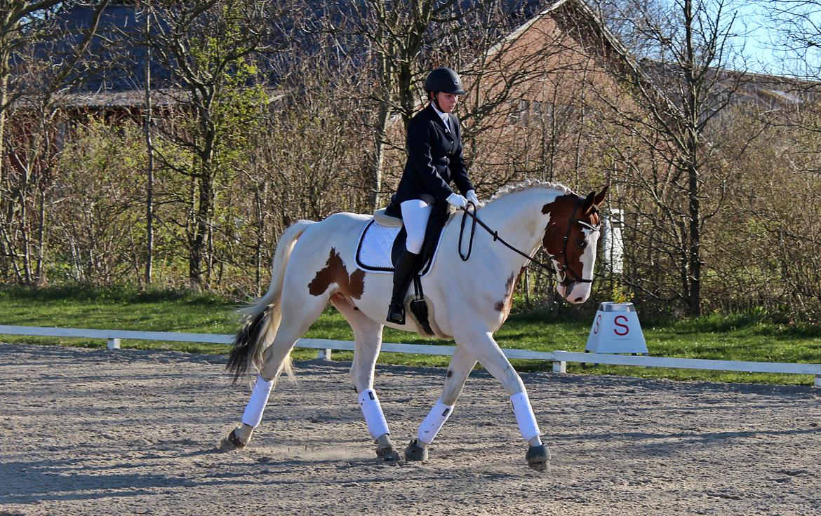 Pinto Captain Morgan - 23-04-2016 - stævne i sdr. hygum, lc1 billede 6