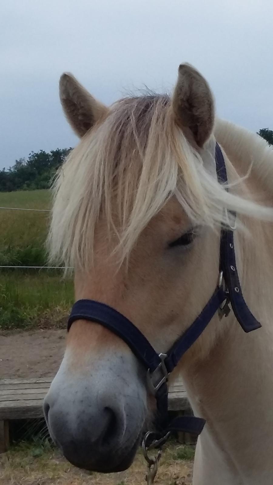 Fjordhest Ørvads lano billede 18