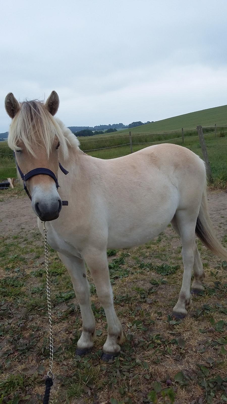 Fjordhest Ørvads lano billede 17