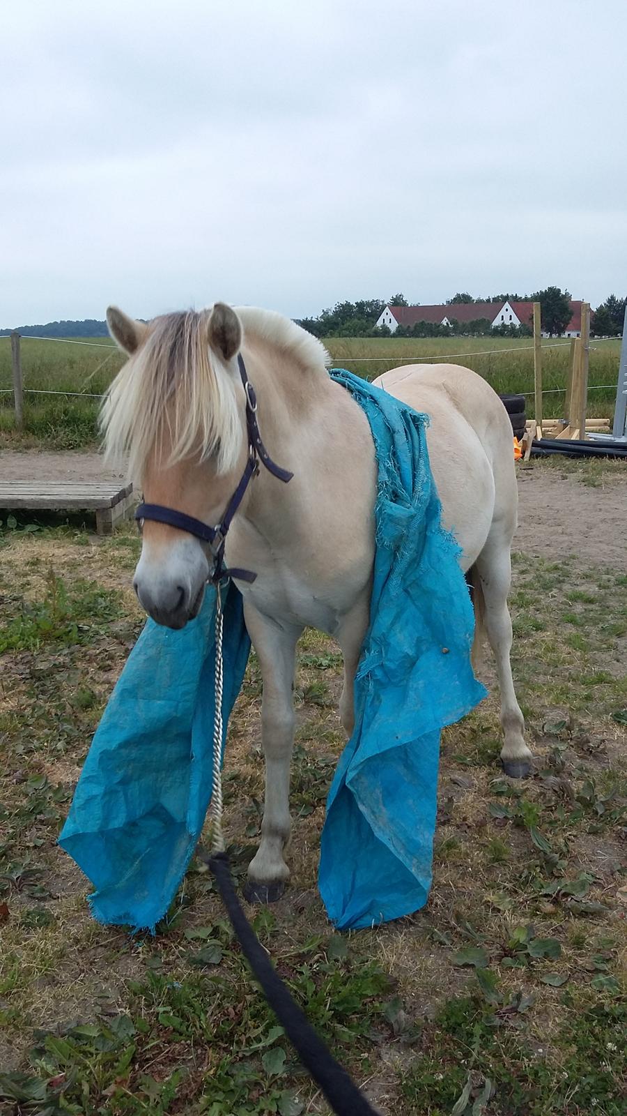 Fjordhest Ørvads lano billede 16