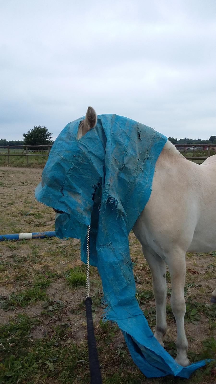 Fjordhest Ørvads lano billede 19
