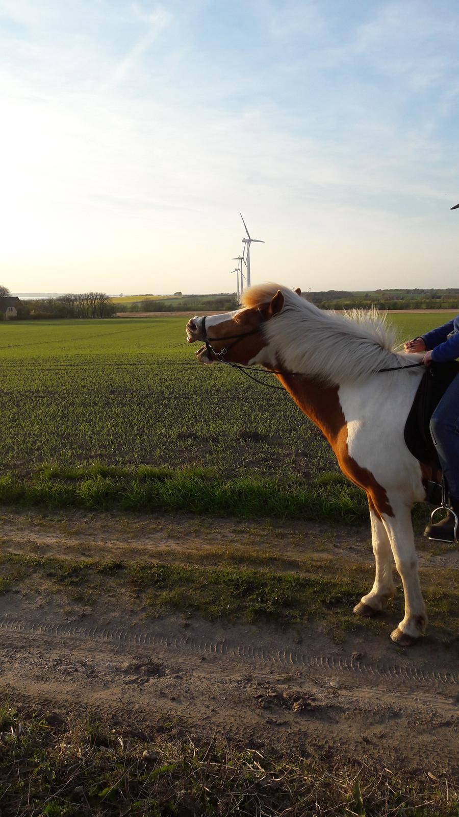 Islænder Gullfaxa fra Gudenådalen (Gulle) - Træt efter en aftentur <3 billede 10