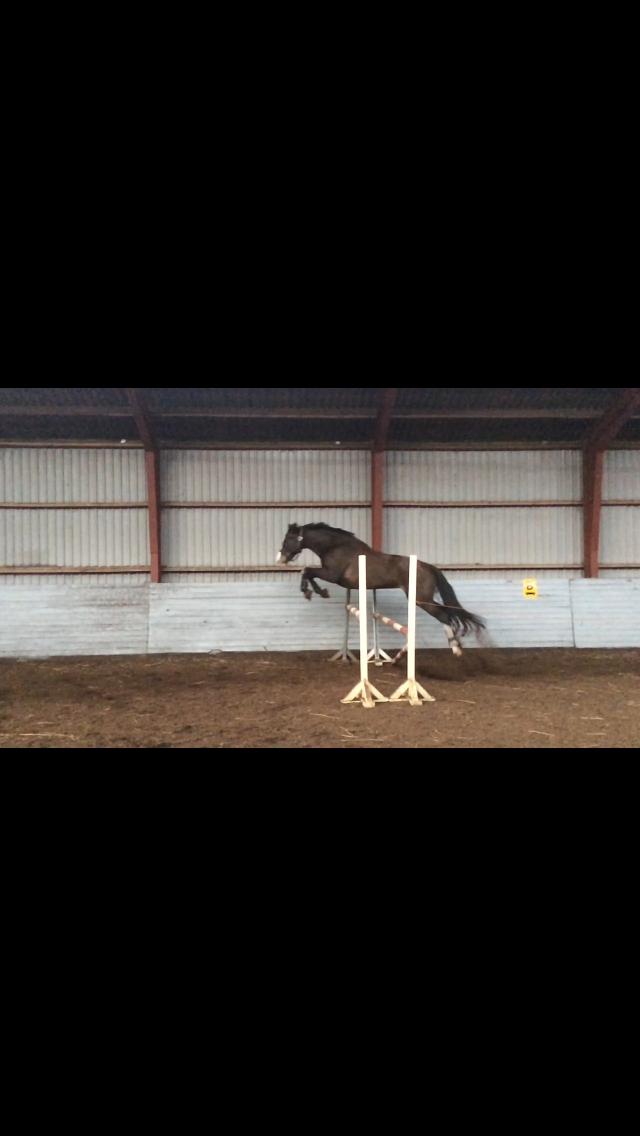 Dansk Varmblod Norupgårds trendygirl - Her springer hun 95cm billede 2