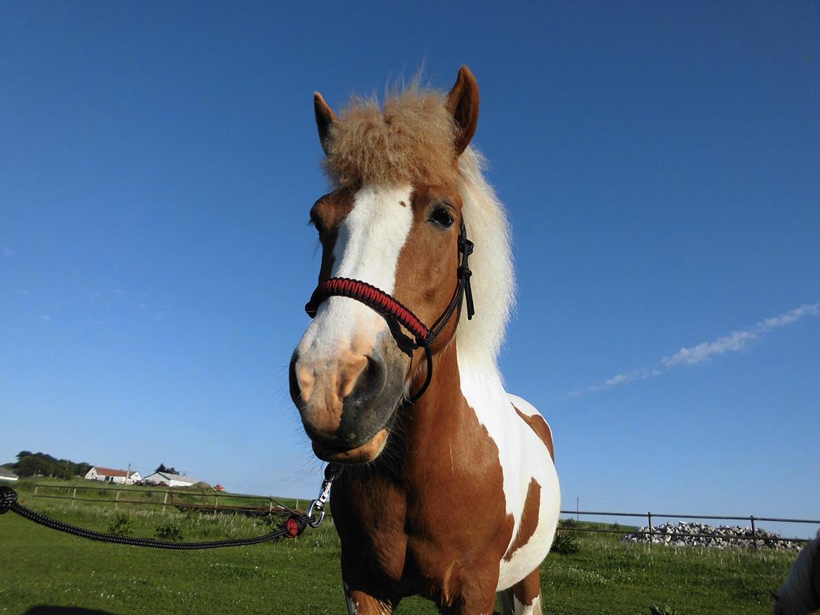 Islænder Gullfaxa fra Gudenådalen (Gulle) - Gulle med hendes smukke nye rebgrime <3 billede 8