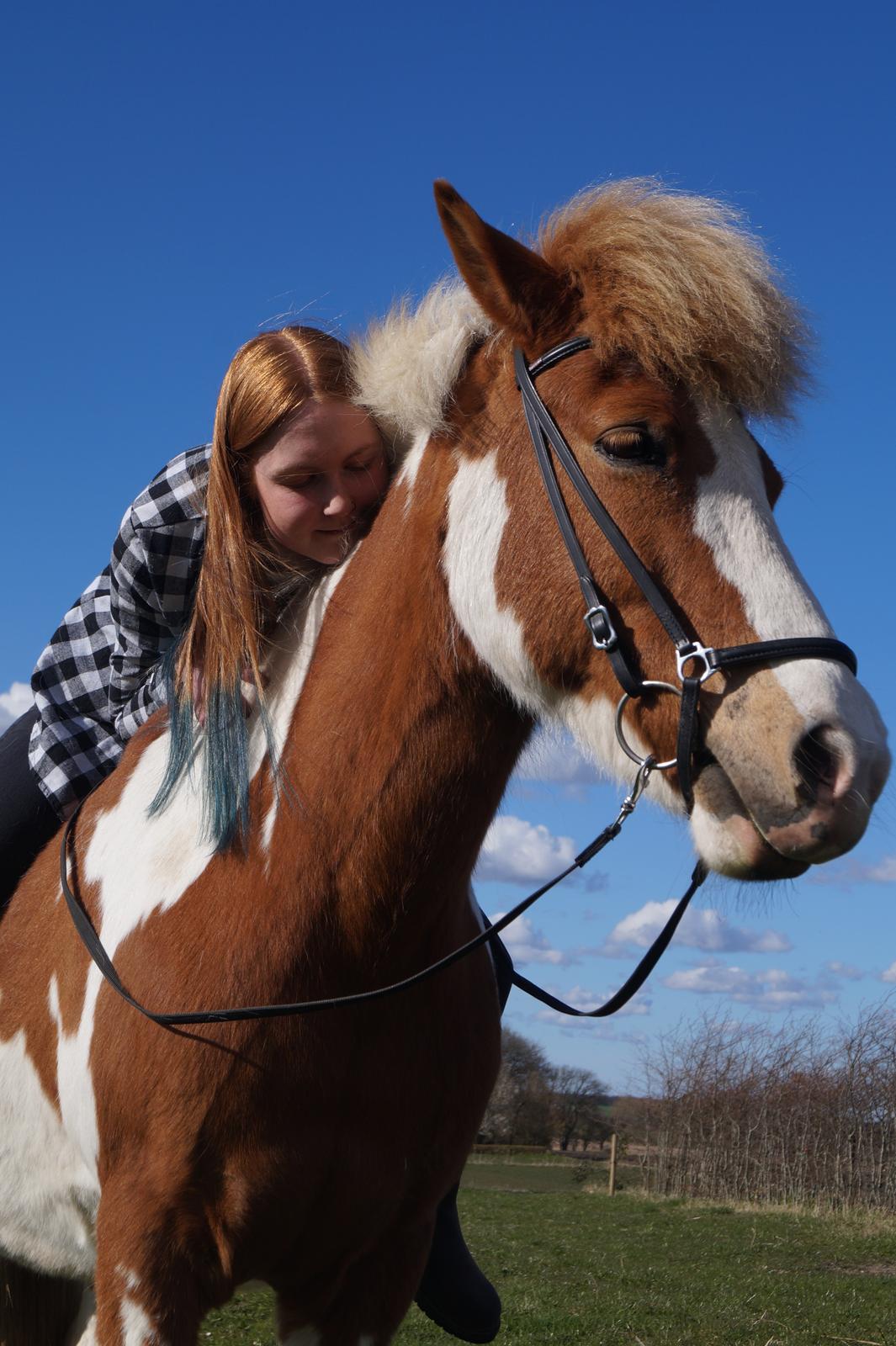 Islænder Gullfaxa fra Gudenådalen (Gulle) billede 9