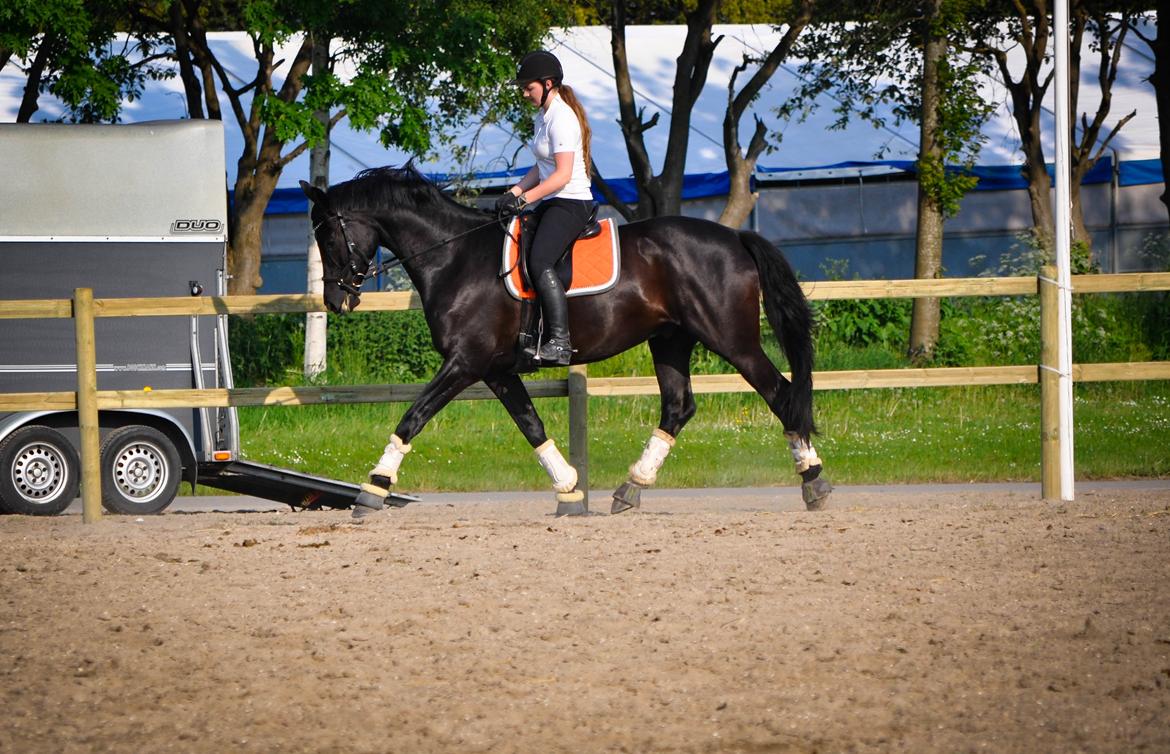 Trakehner | Linduc af Romeo billede 6