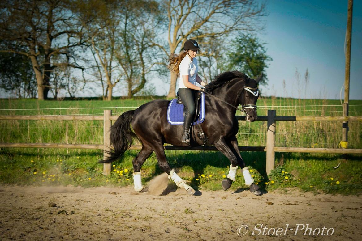 Trakehner | Linduc af Romeo billede 9