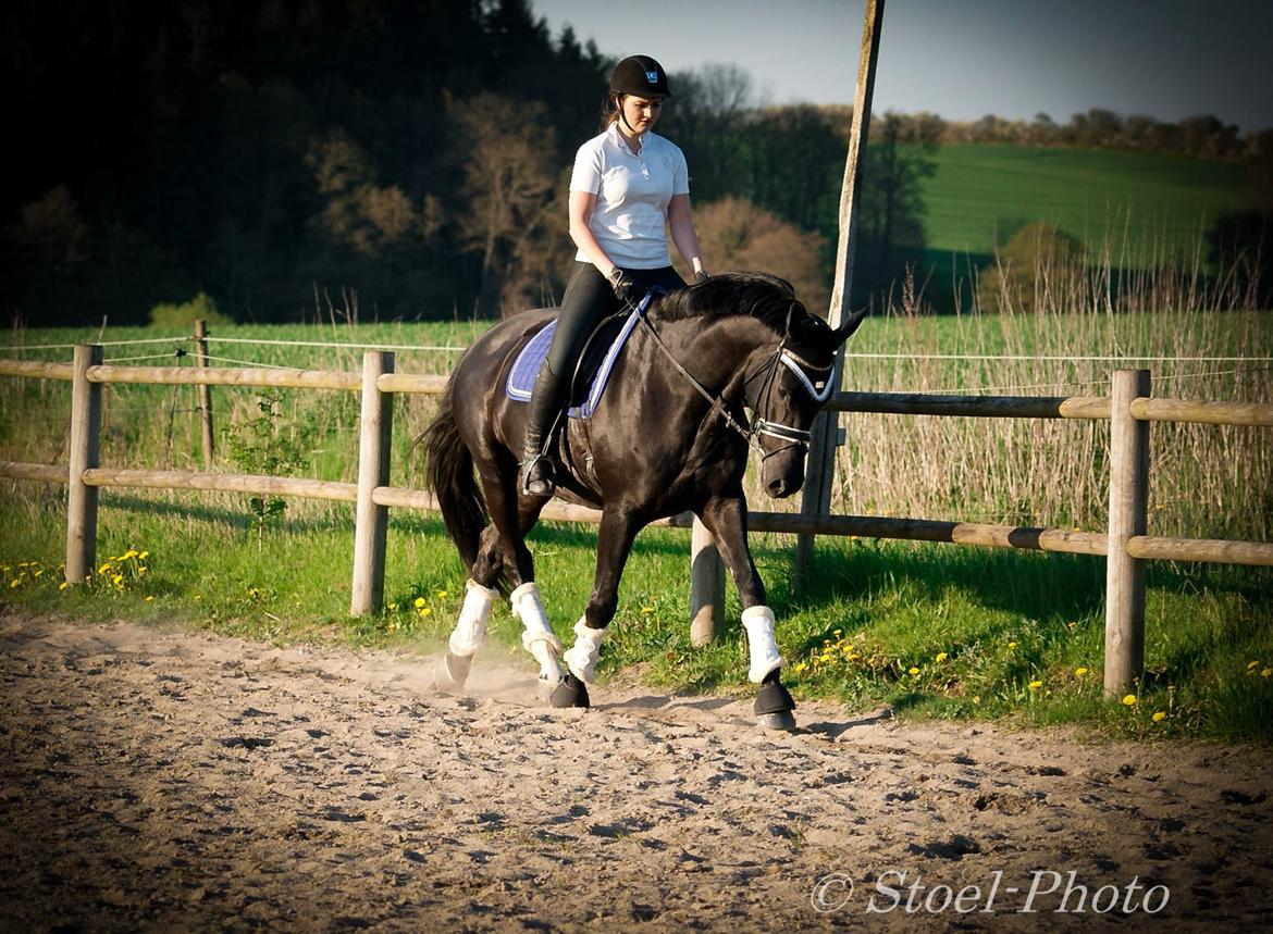 Trakehner | Linduc af Romeo billede 27