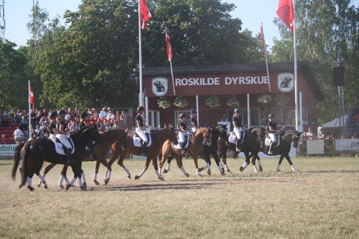 Trakehner | Linduc af Romeo - Roskilde Dyreskue 2016, Trakehner showet  billede 5