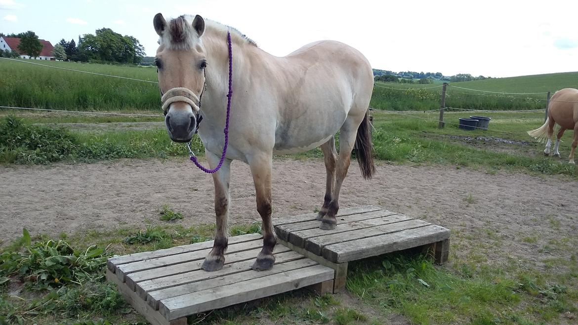 Fjordhest Emma  (himmelhest)  billede 1