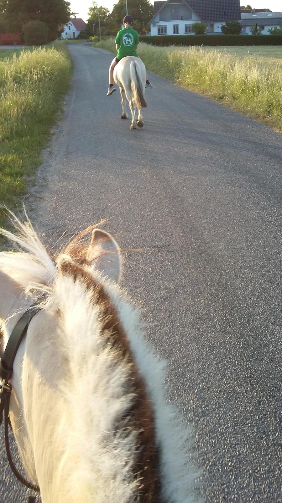 Fjordhest Emma  (himmelhest)  billede 5