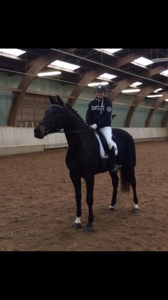 Dansk Varmblod Bjerresmindes Felippa billede 2