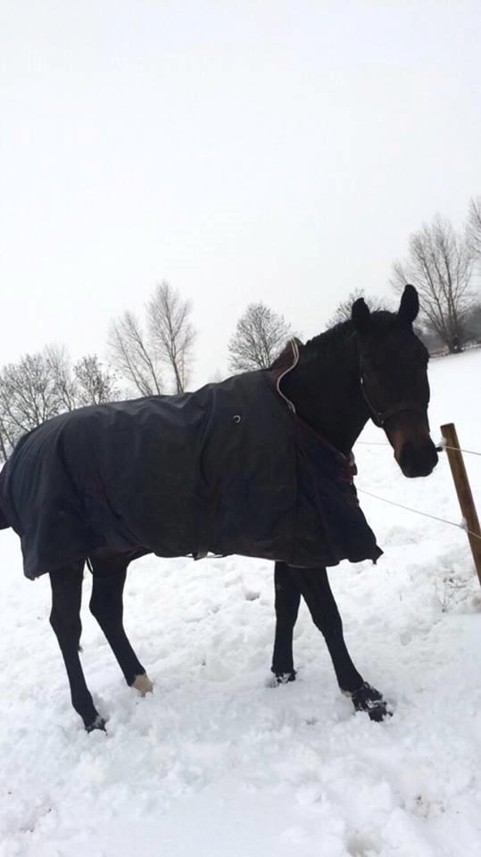 Dansk Varmblod Bjerresmindes Felippa billede 4