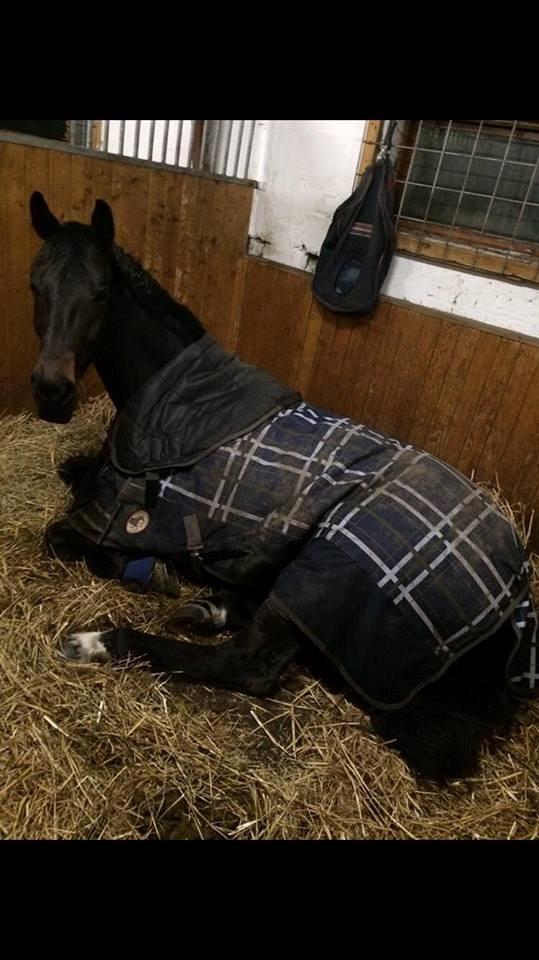 Dansk Varmblod Bjerresmindes Felippa billede 6