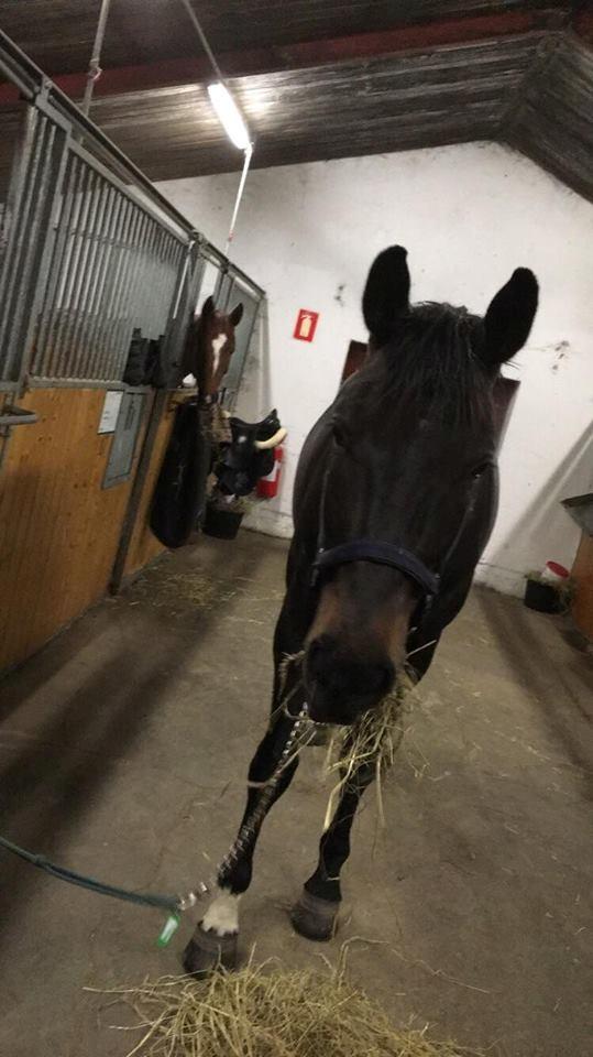 Dansk Varmblod Bjerresmindes Felippa billede 8