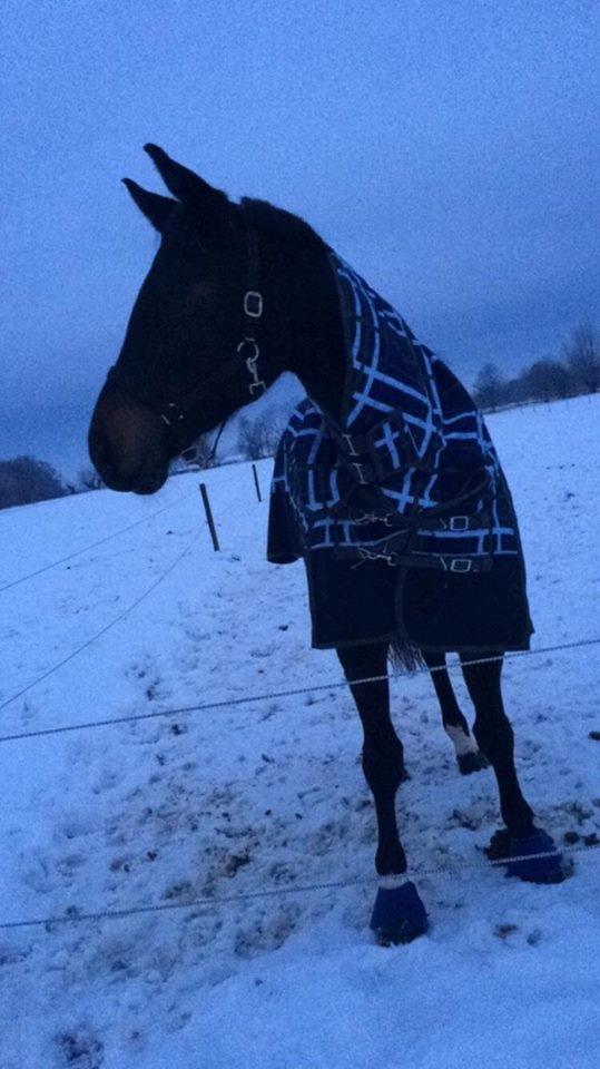 Dansk Varmblod Bjerresmindes Felippa billede 13