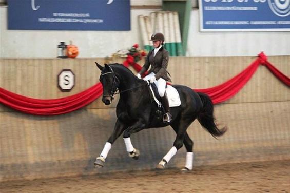 Dansk Varmblod Bjerresmindes Felippa - Felippa til 4-års kåring billede 1