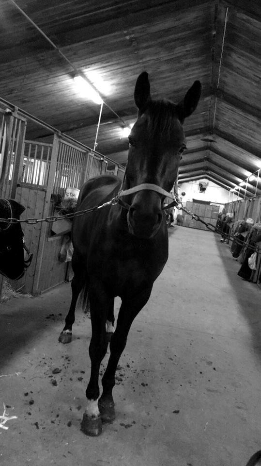 Dansk Varmblod Bjerresmindes Felippa billede 15