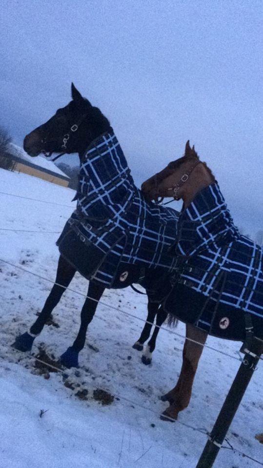 Dansk Varmblod Bjerresmindes Felippa billede 16