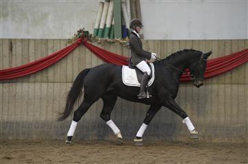 Dansk Varmblod Bjerresmindes Felippa - 4-års kåring billede 3