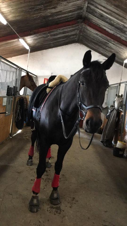 Dansk Varmblod Bjerresmindes Felippa billede 18