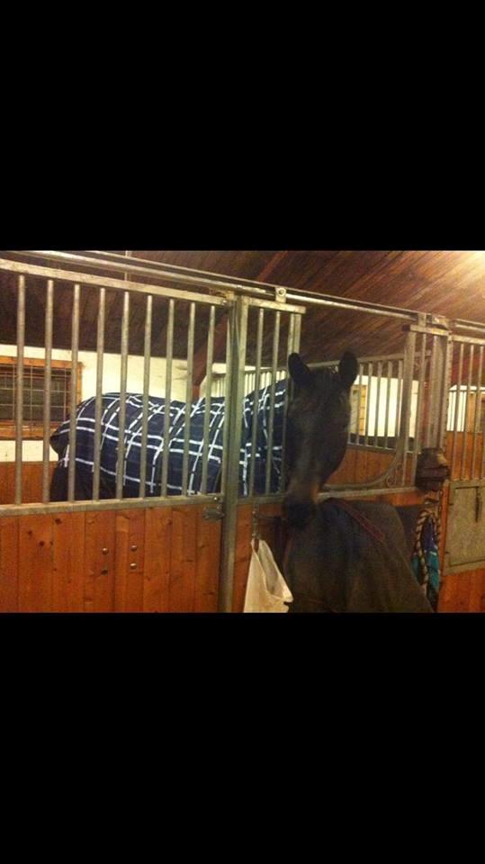 Dansk Varmblod Bjerresmindes Felippa billede 19