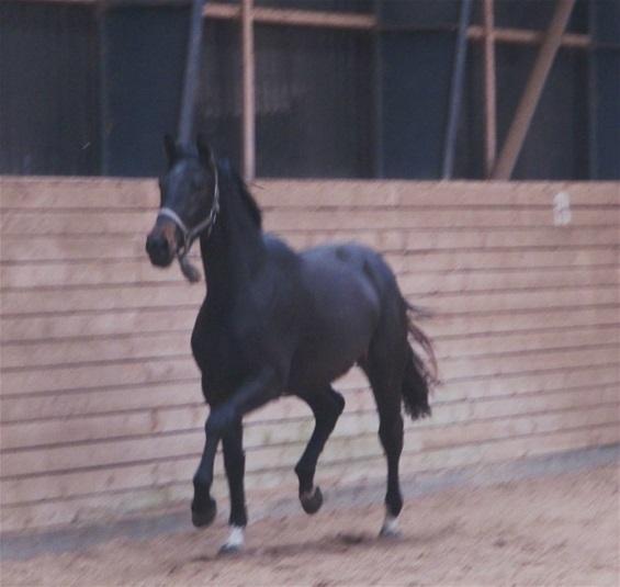 Dansk Varmblod Bjerresmindes Felippa - 2 år billede 12