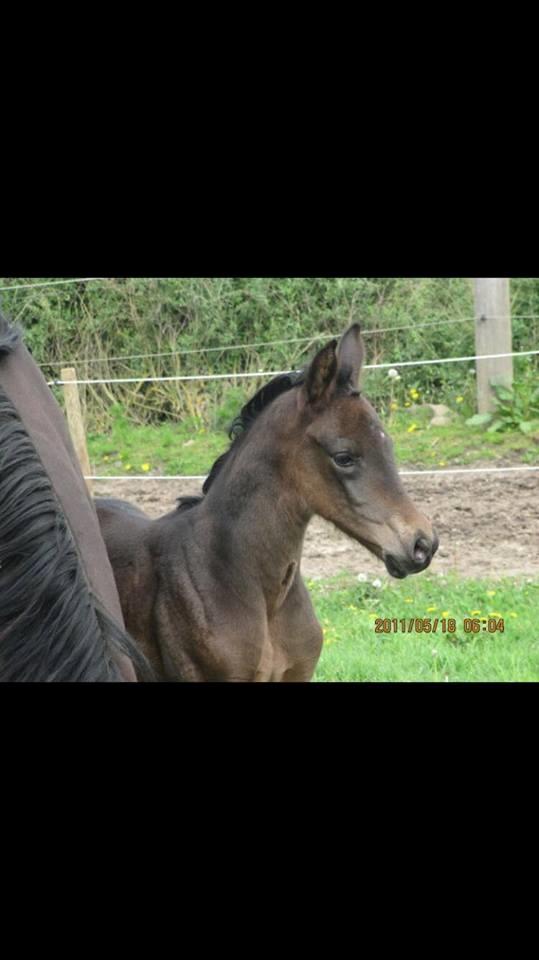 Dansk Varmblod Bjerresmindes Felippa - Felippa som føl billede 7