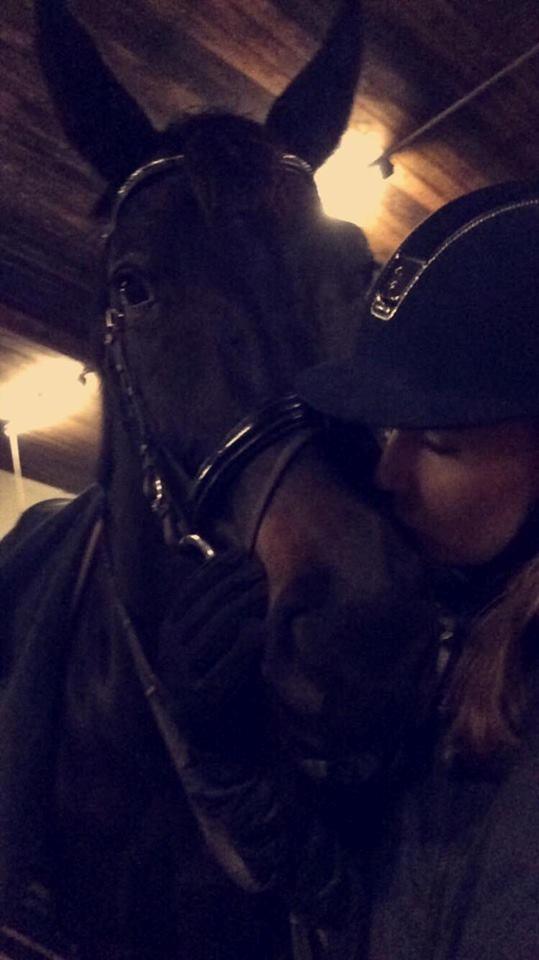 Dansk Varmblod Bjerresmindes Felippa billede 20